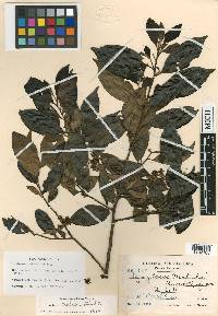 Symplocos matudae image