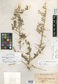 Forestiera segregata var. pinetorum image