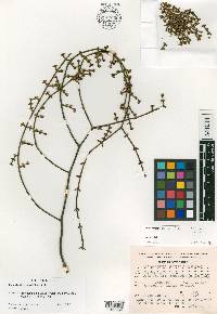 Phoradendron teretifolium image