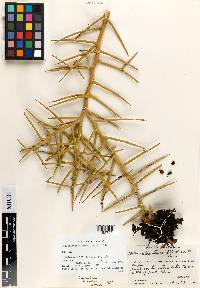 Holacantha stewartii image