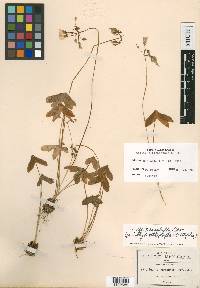 Oxalis tetraphylla image