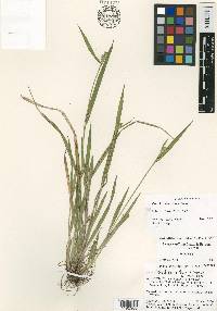 Carex kraliana image