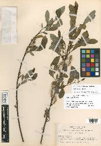 Salix lasiolepis image