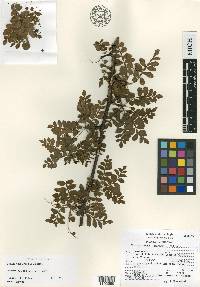 Bursera ribana image