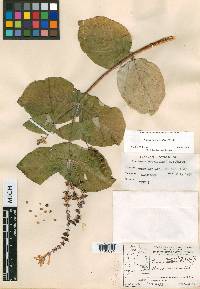 Lonicera cerviculata image