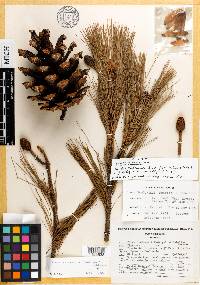 Pinus rzedowskii image