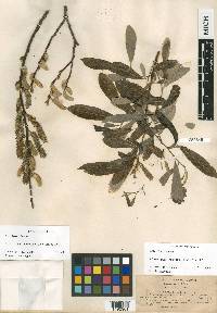 Salix lasiolepis var. lasiolepis image