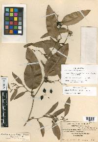 Smilax luculenta image