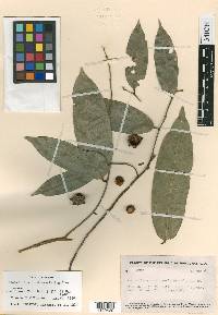 Eschweilera hondurensis image