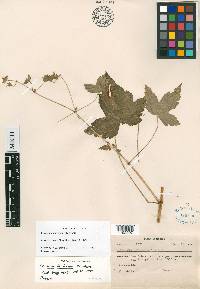 Geranium latilobum image