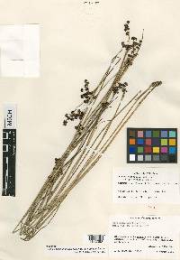 Juncus liebmannii var. polycephalus image