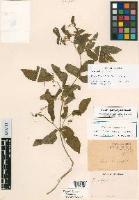 Cobaea pachysepala image