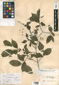 Cornus asperifolia image