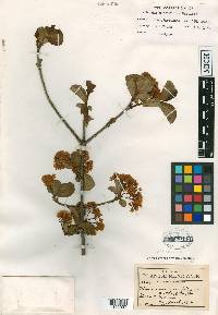Viburnum cuneifolium image