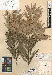 Podocarpus guatemalensis image