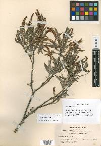 Salix melanopsis image