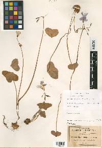 Oxalis jacquiniana image