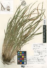 Carex cumberlandensis image