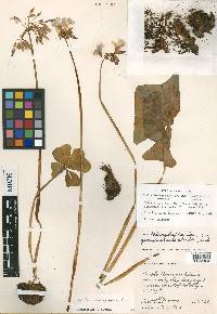 Oxalis tetraphylla image