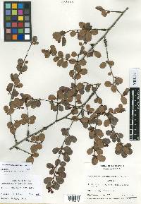 Erythroxylum rotundifolium image