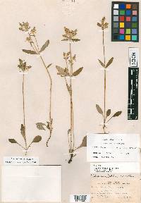 Halenia hintonii image