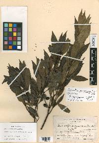 Osmanthus americanus image