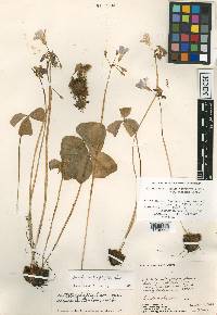 Oxalis tetraphylla image