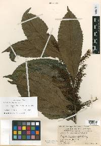 Helicia serrata image
