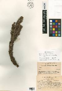 Dacrydium guillauminii image