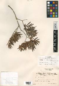 Myrceugenia lanceolata image