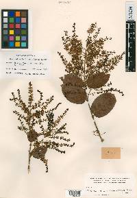 Combretum decandrum image