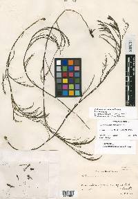 Podostemum comatum image
