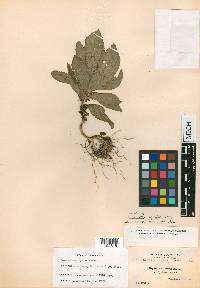 Napeanthus rigidus image