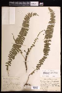 Lindsaea repens image