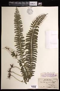 Lindsaea repens image