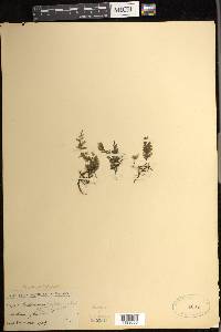 Vandenboschia draytoniana image