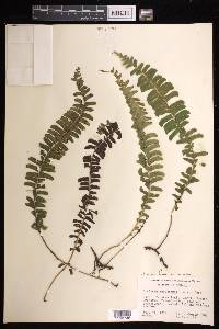 Lindsaea repens image