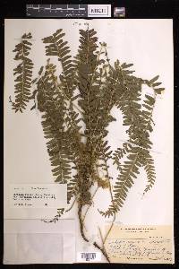 Lindsaea repens image