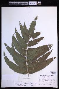 Menisciopsis cyatheoides image