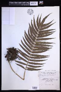 Menisciopsis cyatheoides image