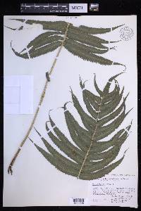 Menisciopsis cyatheoides image