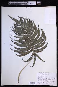 Menisciopsis cyatheoides image