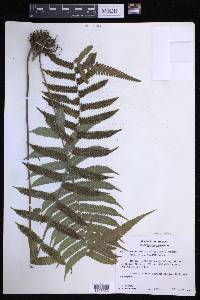 Thelypteris dentata image