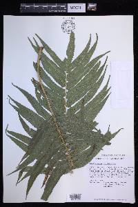 Menisciopsis cyatheoides image