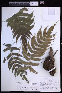 Menisciopsis cyatheoides image