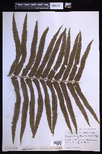 Menisciopsis cyatheoides image