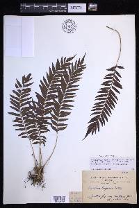 Menisciopsis boydiae image