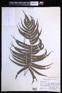 Menisciopsis cyatheoides image