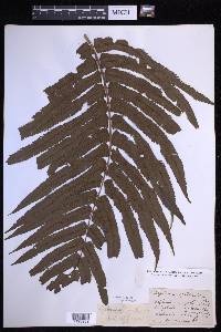 Menisciopsis cyatheoides image