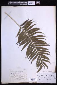 Menisciopsis cyatheoides image